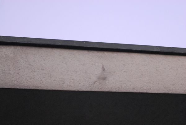 Pipistrelli: una domanda